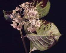 环境污染对生物的为害